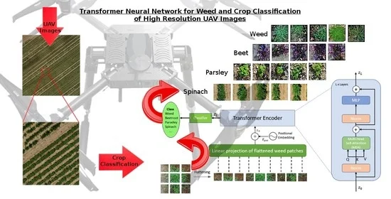 Transformer Neural Network for Weed and Crop Classification of High Resolution UAV Images
